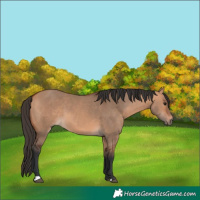 Horse Color:Bay Dun 
