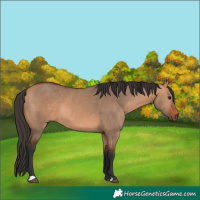 Horse Color:Bay Dun 