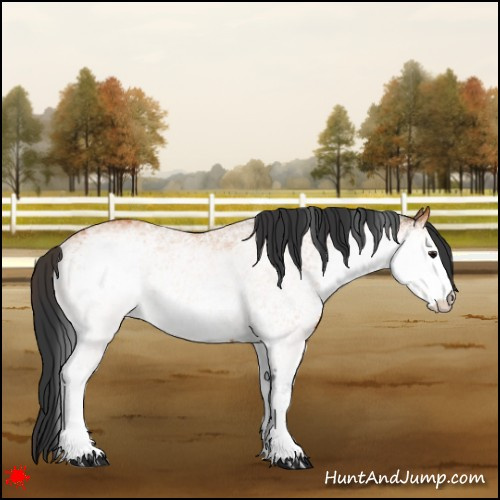 Horse Color:White Spotted Bay 