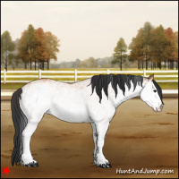 Horse Color:White Spotted Bay 