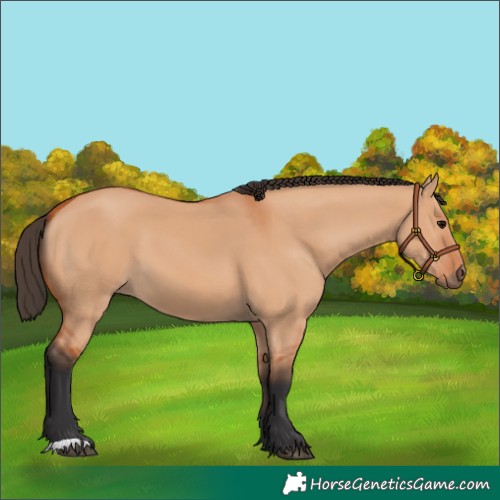 Horse Color:Bay Dun 