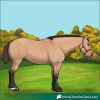 Horse Color:Bay Dun