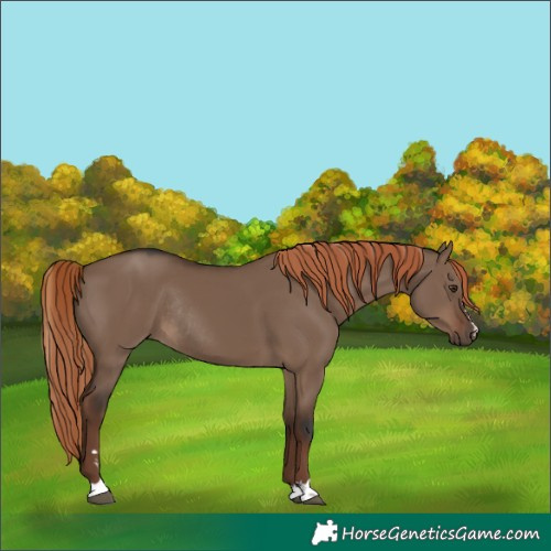 Horse Color:Liver Red Dun Rabicano 