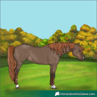 Horse Color:Liver Red Dun Rabicano 