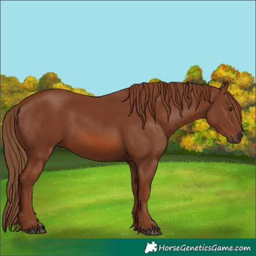 Horse Color:Chestnut 