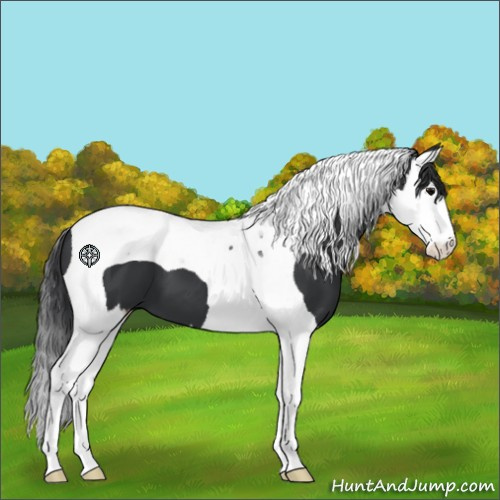 Horse Color:Black Splash Tobiano 
