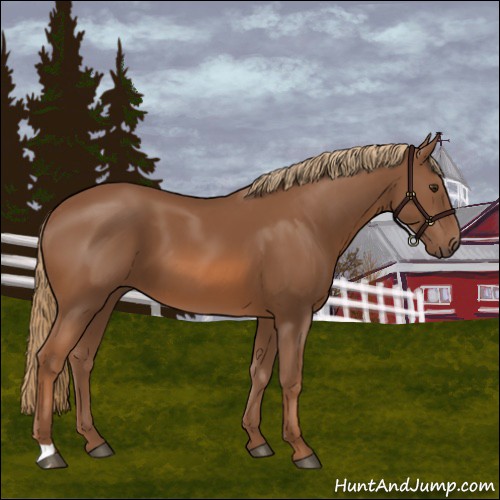 Horse Color:Chestnut 