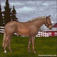 Horse Color:Chestnut 
