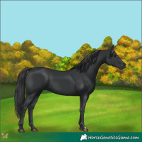 Horse Color:Black 