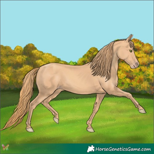 Horse Color:Gold Champagne 