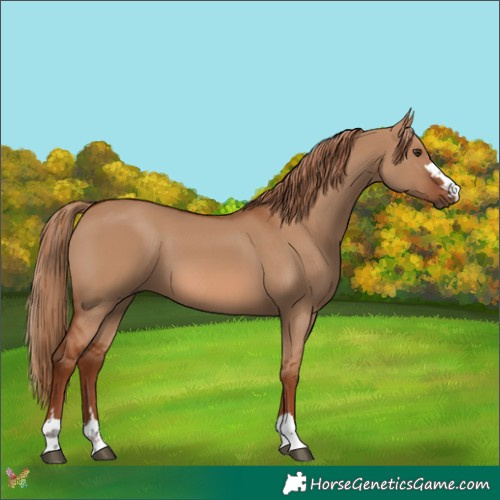 Horse Color:Red Dun