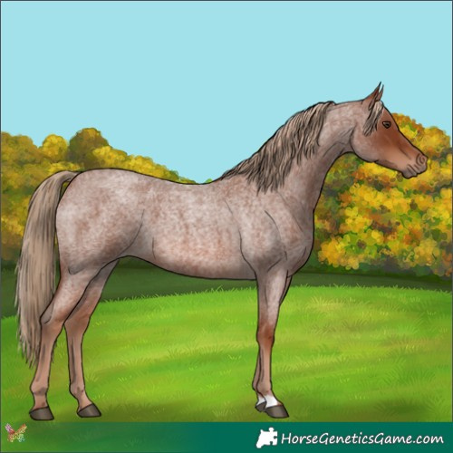 Horse Color:Red Roan 