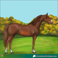 Horse Color:Chestnut 