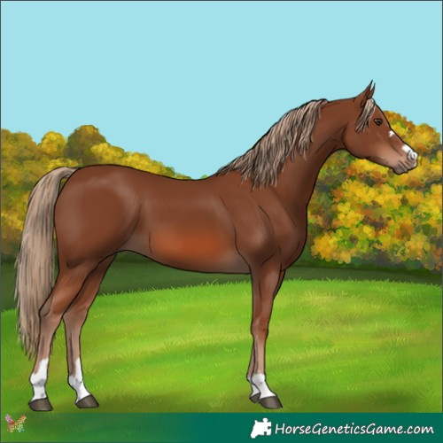 Horse Color:Chestnut 