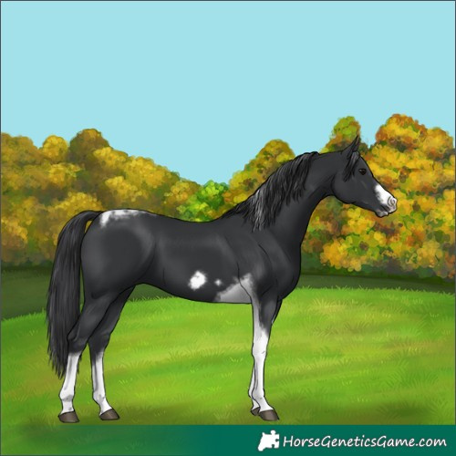 Horse Color:Black Tobiano Frame