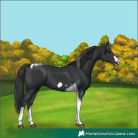 Horse Color:Black Tobiano Frame