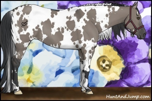 Horse Color:White Spotted Grullo 