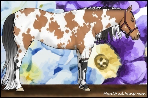 Horse Color:White Spotted Bay 