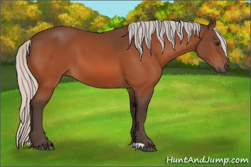 Horse Color:Silver Bay 