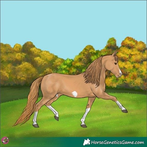 Horse Color:Chestnut Splash Frame