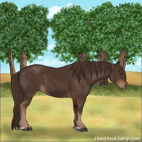 Horse Color:Liver Chestnut 