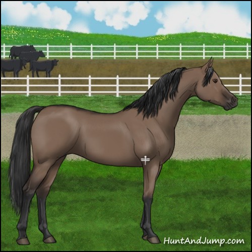 Horse Color:Liver Red Dun Rabicano 