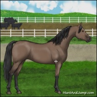 Horse Color:Liver Red Dun Rabicano 