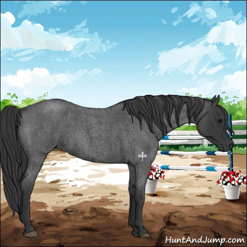 Horse Color:Blue Roan 
