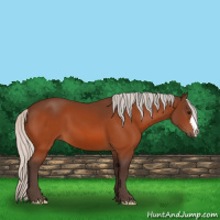 Horse Color:Silver Bay 