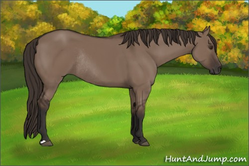 Horse Color:Liver Red Dun Rabicano