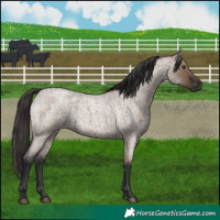 Horse Color:Liver Red Dun Roan Rabicano 