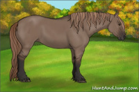 Horse Color:Liver Red Dun Rabicano 
