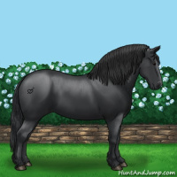 Horse Color:Black 