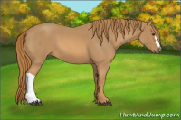 Horse Color:Red Roan