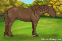 Horse Color:Gray Chestnut 
