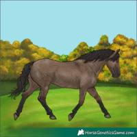 Horse Color:Liver Red Dun Rabicano