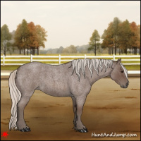 Horse Color:Silver Blue Roan 