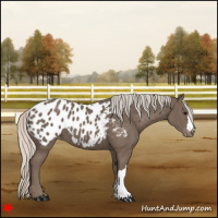 Horse Color:Silver Black Appaloosa 