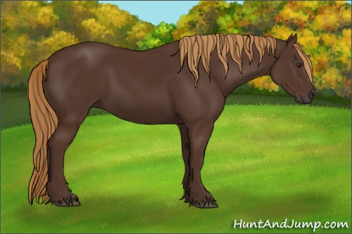 Horse Color:Gray Chestnut
