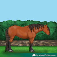 Horse Color:Bay 