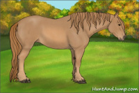 Horse Color:Red Roan 