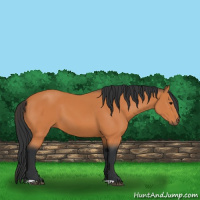 Horse Color:Bay 