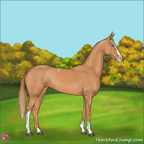 Horse Color:Chestnut Splash Tobiano