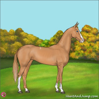 Horse Color:Chestnut Splash Tobiano