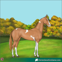 Horse Color:Chestnut Splash Tobiano