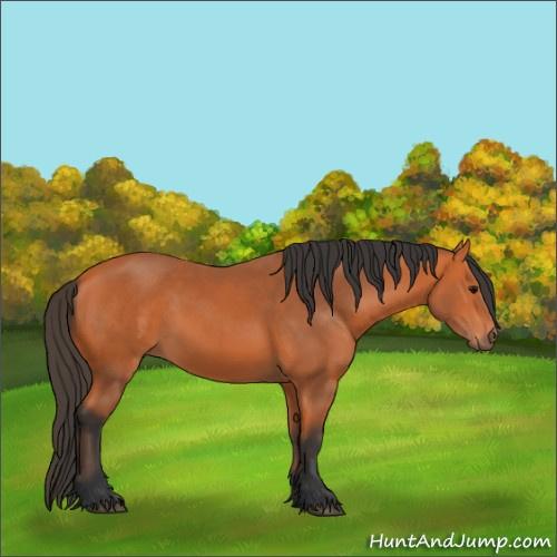 Horse Color:Bay 