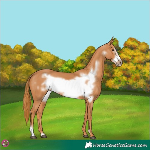 Horse Color:Chestnut Frame