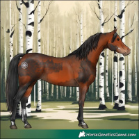 Horse Color:Brown Sabino  and Bay 
