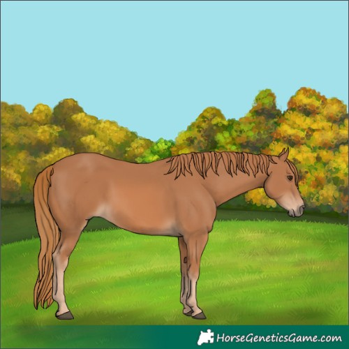 Horse Color:Chestnut 
