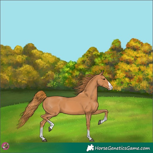 Horse Color:Chestnut Splash Tobiano